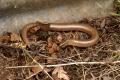 Reptiles and Amphibians: Slow-worm (Anguis fragilis)